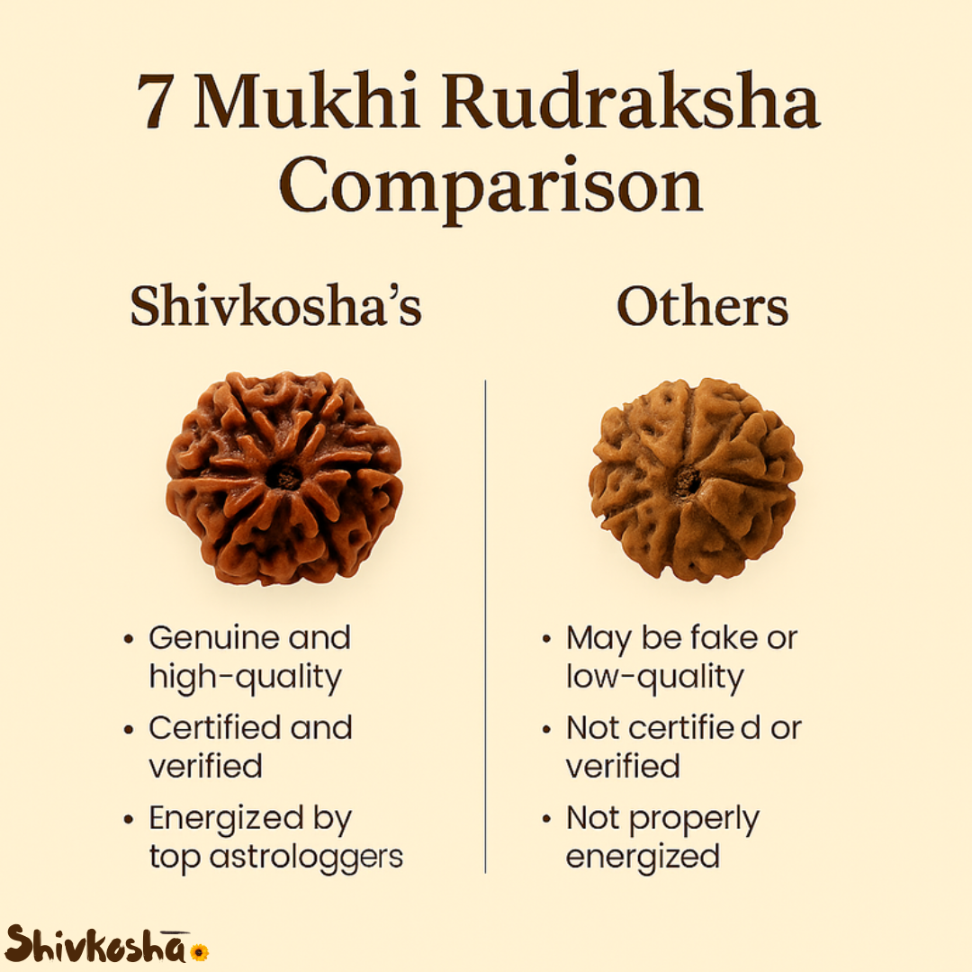 7 Mukhi Rudraksha For Sacred Bead for Wealth, Prosperity & Saturn Blessings