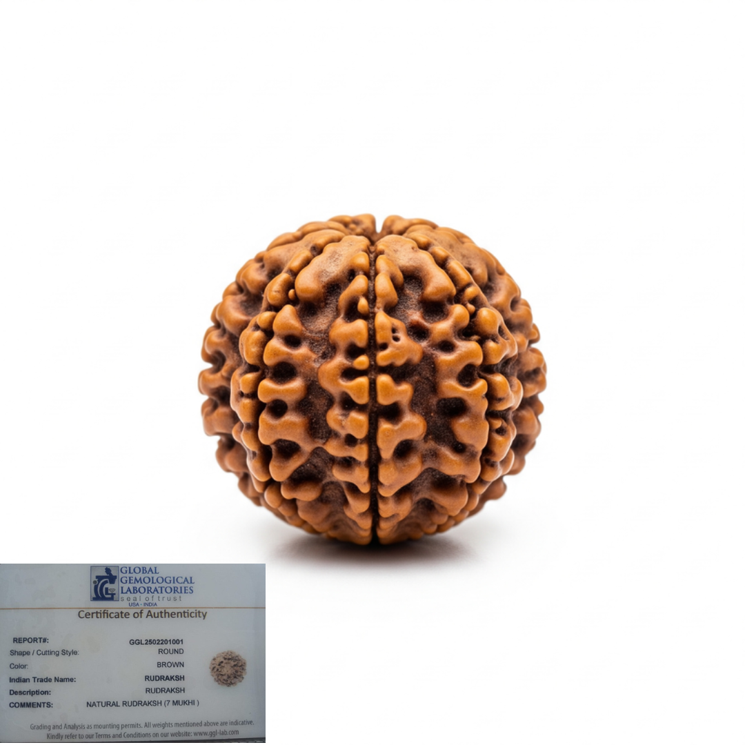 7 Mukhi Rudraksha For Sacred Bead for Wealth, Prosperity & Saturn Blessings