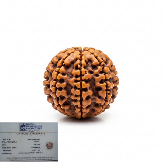 7 Mukhi Rudraksha For Sacred Bead for Wealth, Prosperity & Saturn Blessings