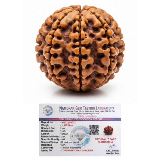 7 Mukhi 1.5 cm Rudraksha For Sacred Bead for Wealth, Prosperity & Saturn Blessings