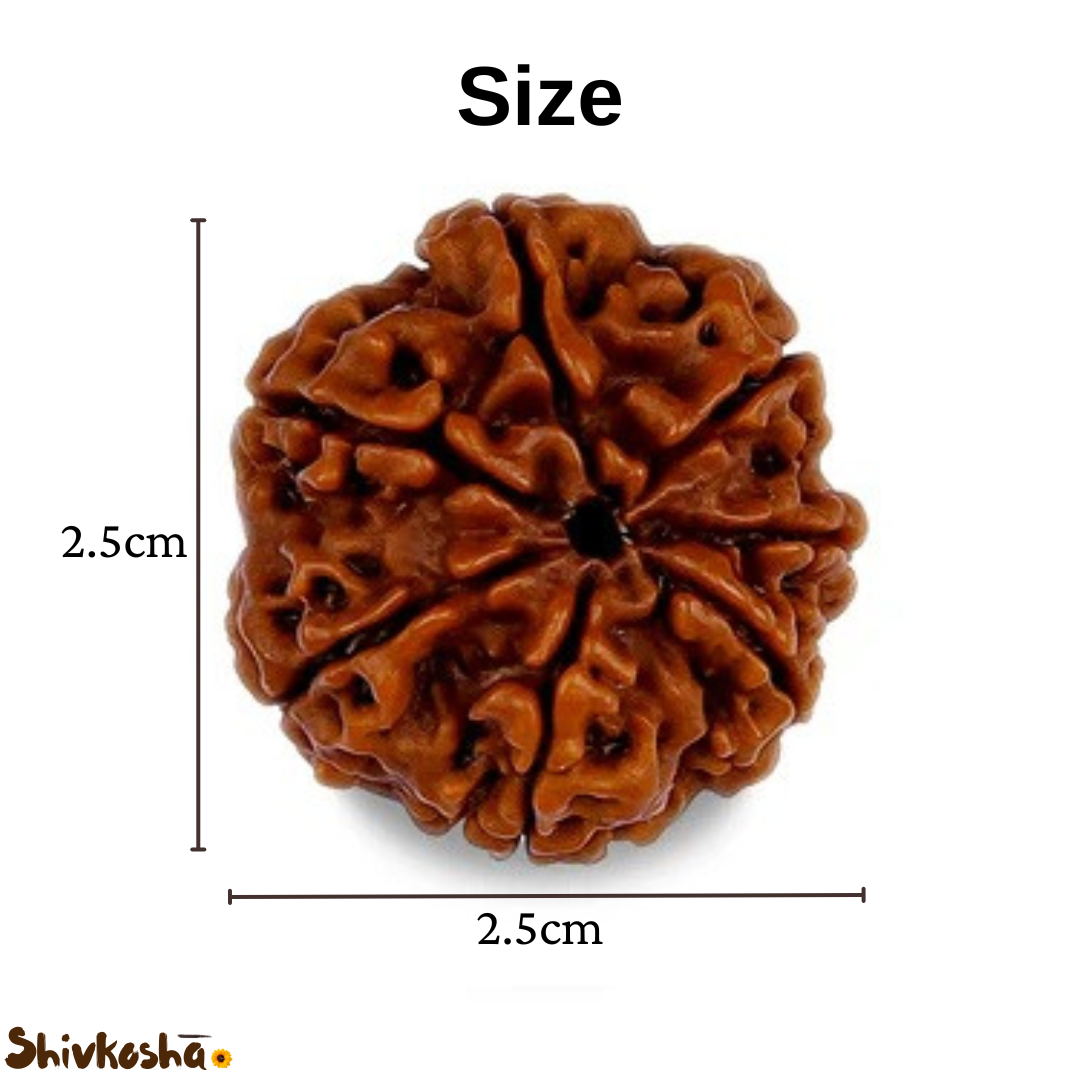 7 Mukhi Rudraksha For Sacred Bead for Wealth, Prosperity & Saturn Blessings