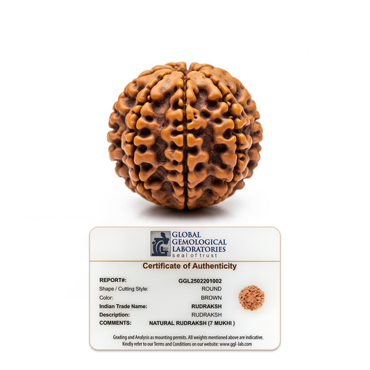7 Mukhi 2.5 cm Rudraksha For Sacred Bead for Wealth, Prosperity & Saturn Blessings
