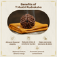 7 Mukhi 1.5 cm Rudraksha For Sacred Bead for Wealth, Prosperity & Saturn Blessings