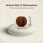 7 Mukhi 2.5 cm Rudraksha For Sacred Bead for Wealth, Prosperity & Saturn Blessings