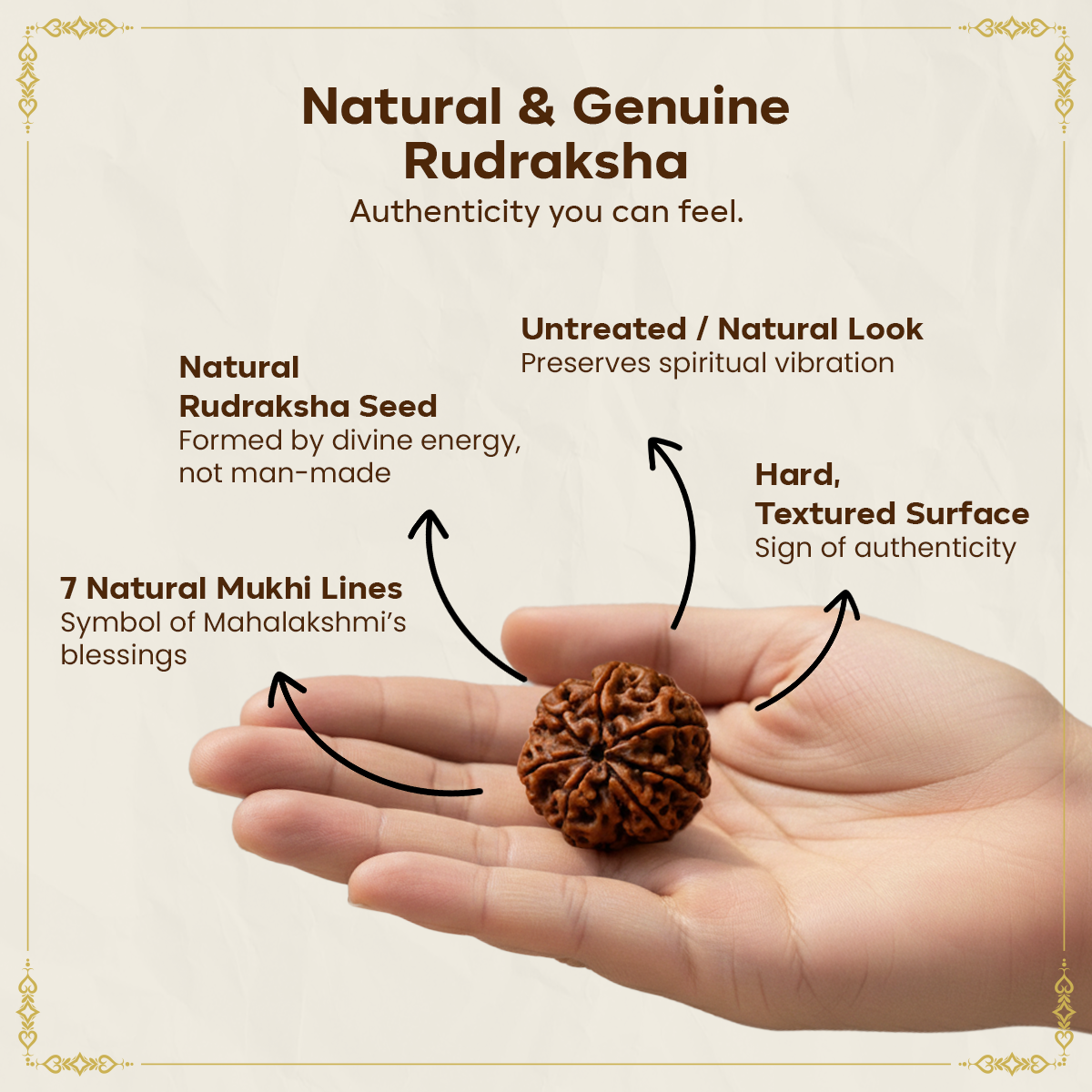 7 Mukhi 1.5 cm Rudraksha For Sacred Bead for Wealth, Prosperity & Saturn Blessings