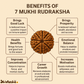 7 Mukhi Rudraksha For Sacred Bead for Wealth, Prosperity & Saturn Blessings