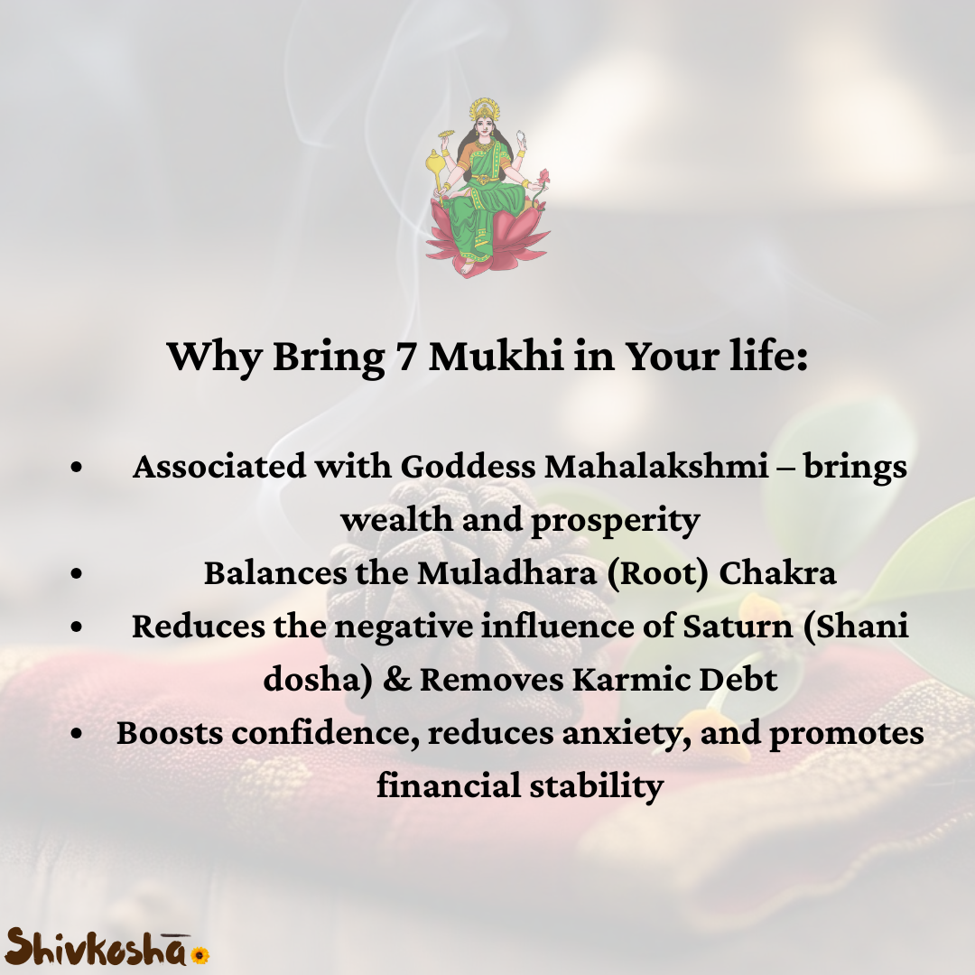 7 Mukhi Rudraksha For Sacred Bead for Wealth, Prosperity & Saturn Blessings